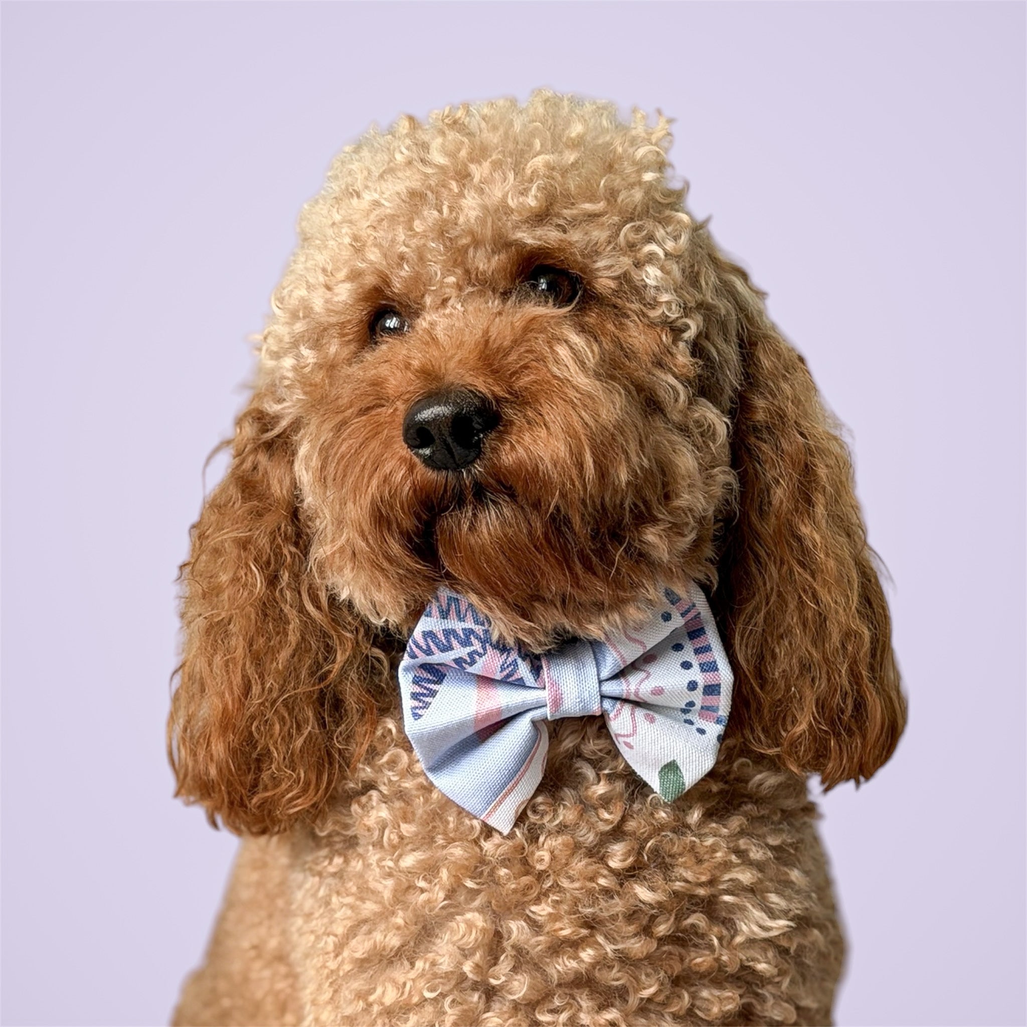 Brown poodle wearing La dolce vita bow on a light purple background.