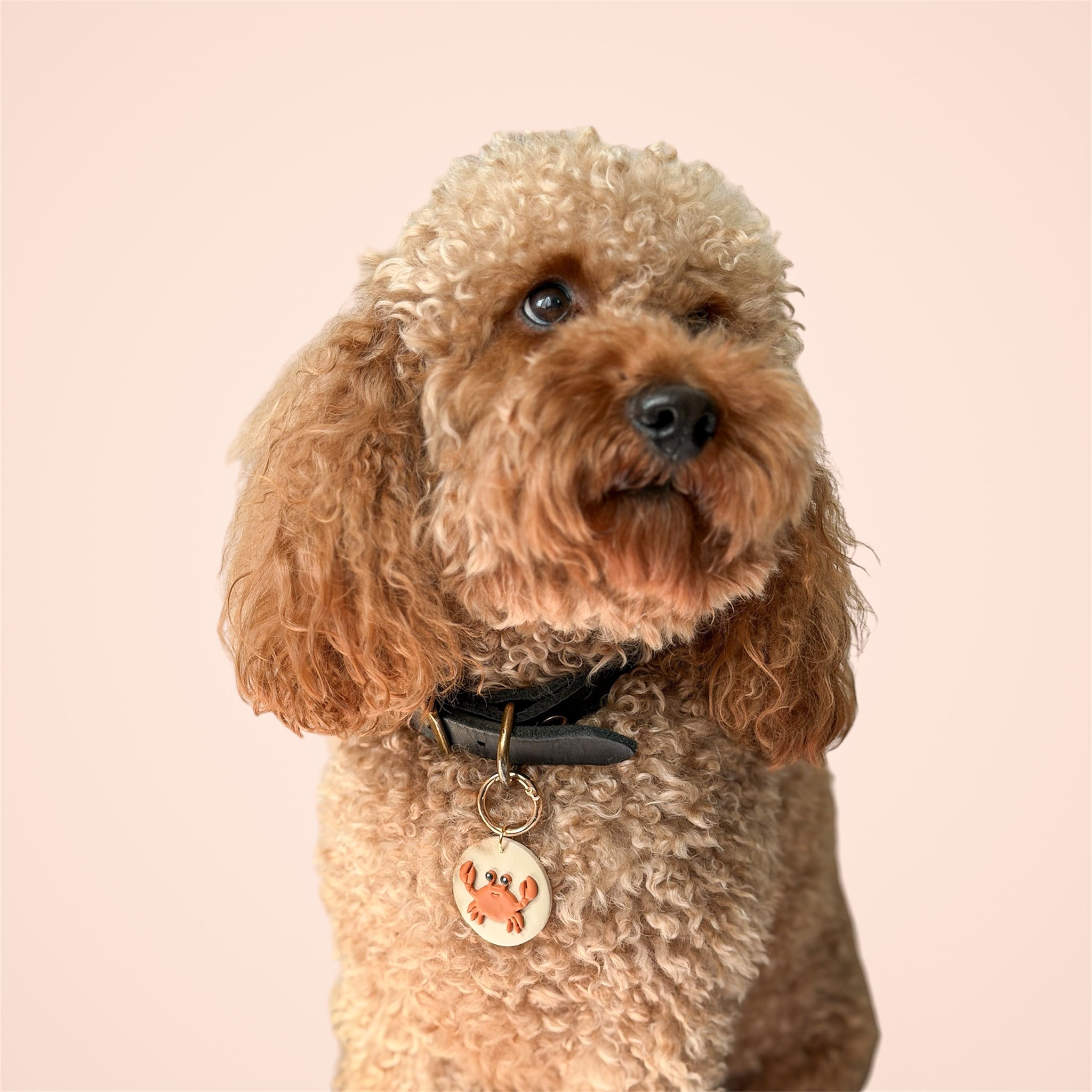 Brown poodle wearing a black collar with a crab dog tag on a light pink background.