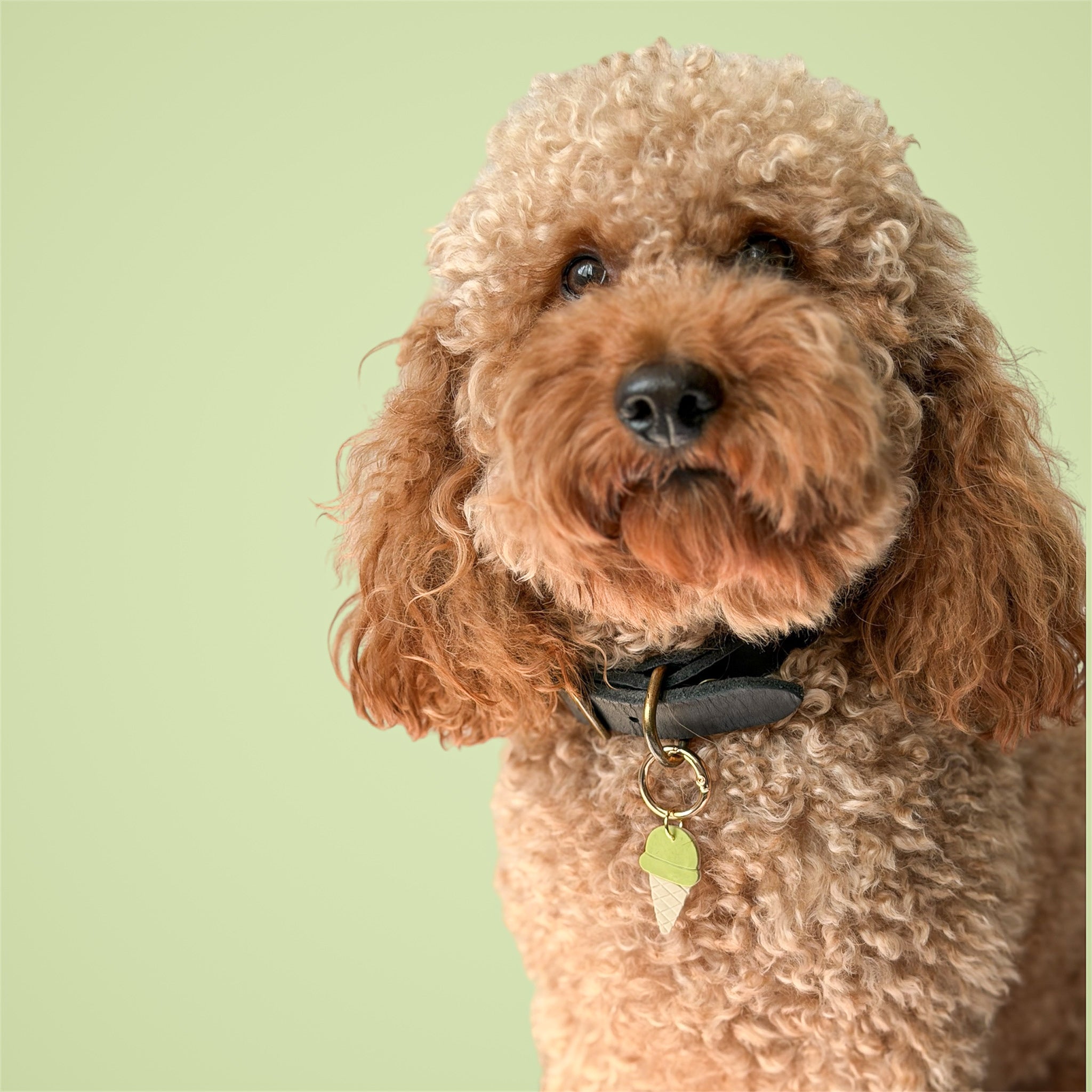 Poodle wearing a black collar with a green ice cream dog tag on a green background.