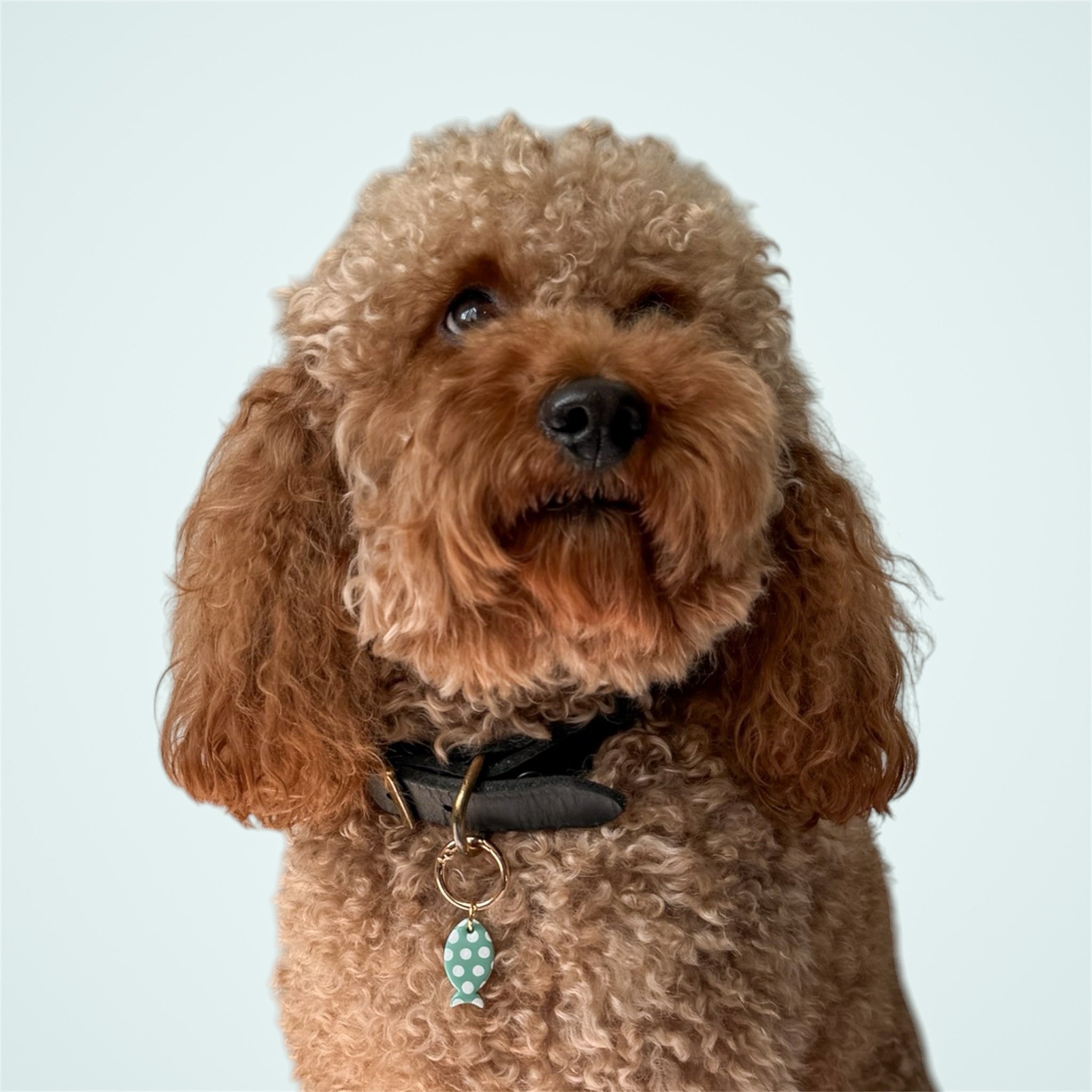 Brown poodle wearing a black collar with a green fish tag on a light background.