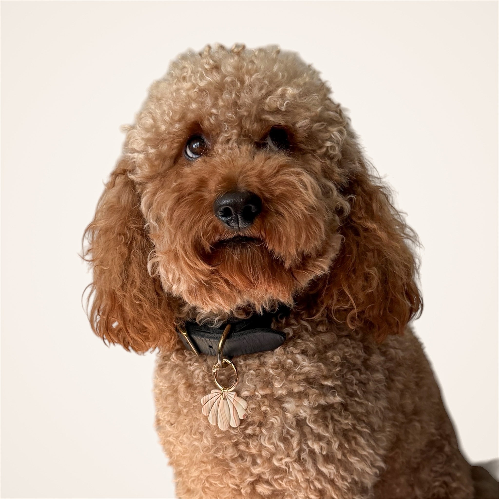Brown poodle wearing a black collar with the Seashell dog tag on a light background.