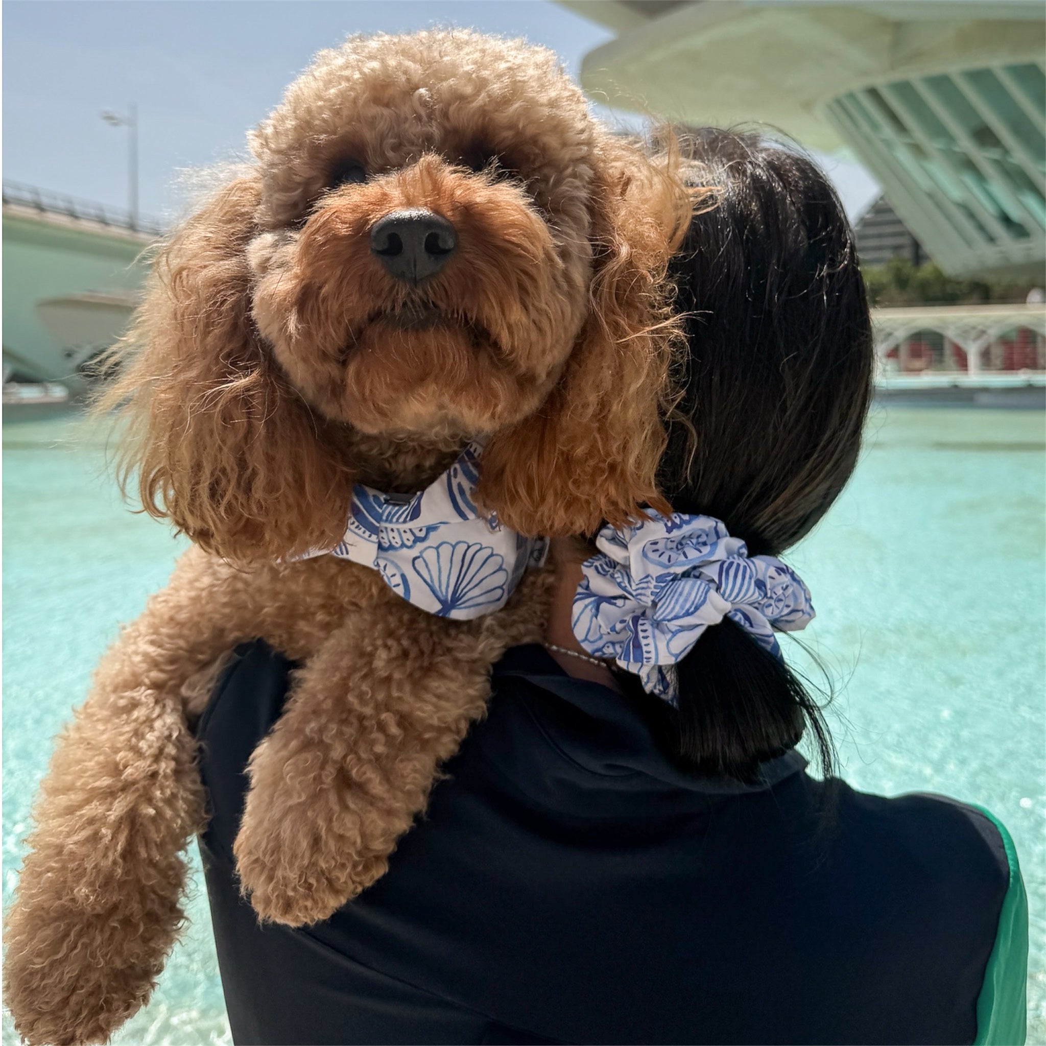 Poodle wearing Seashells bowdana and woman holding it wearing Seashells scrunchie in Valencia.