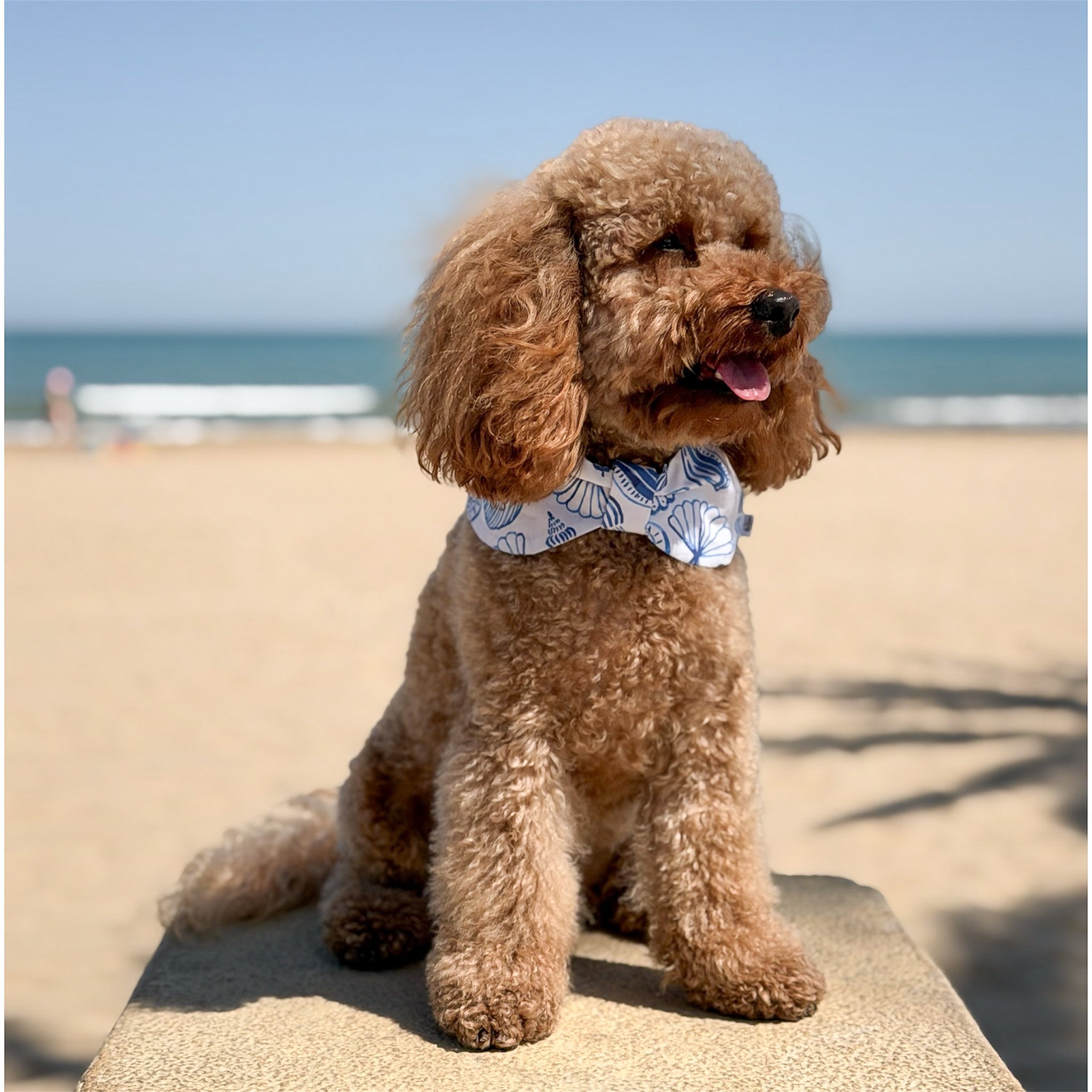Dog wearing the Sea Shells bowdana on the beach with the ocean in the background.