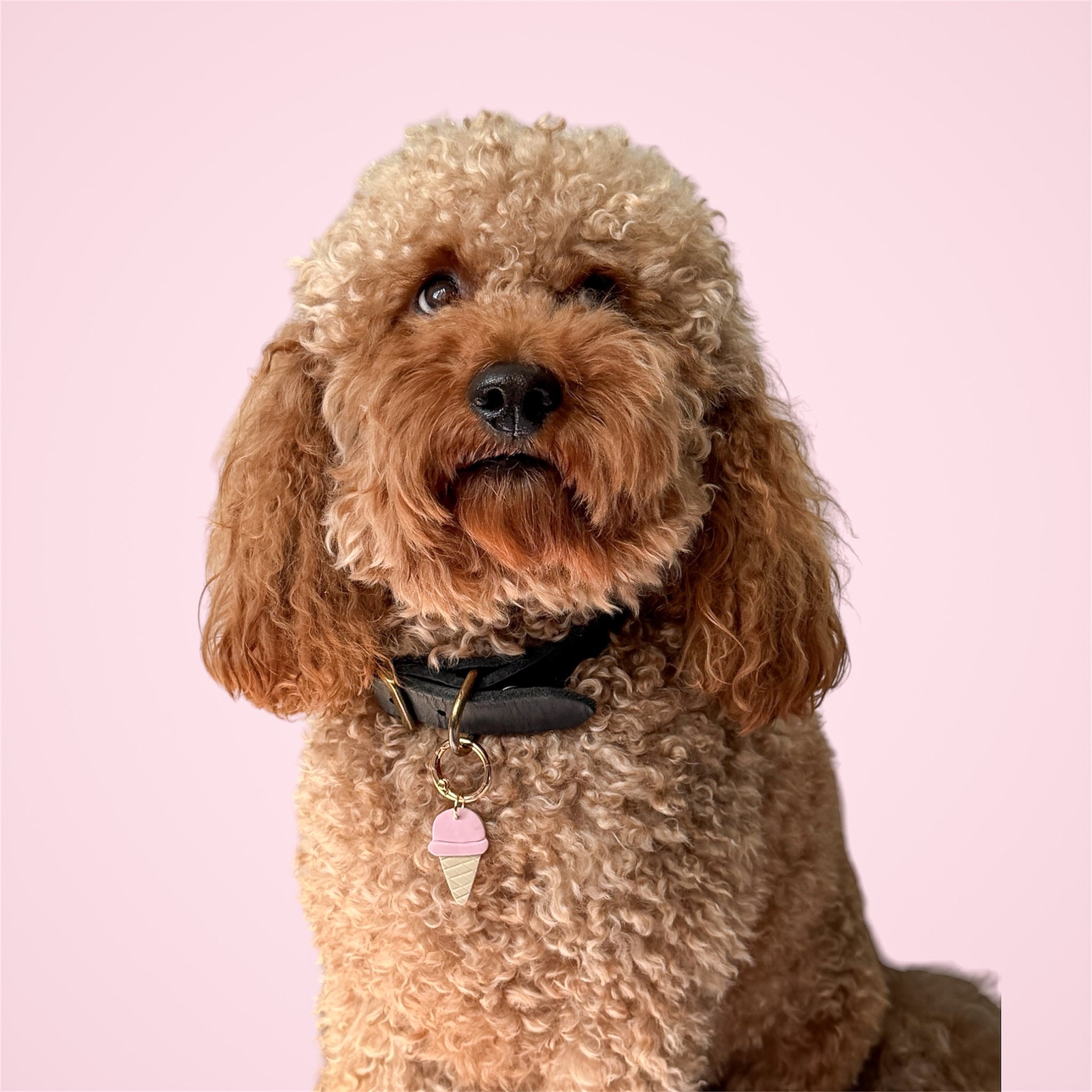 Brown poodle with a pink ice cream-themed dog tag on a pink background.