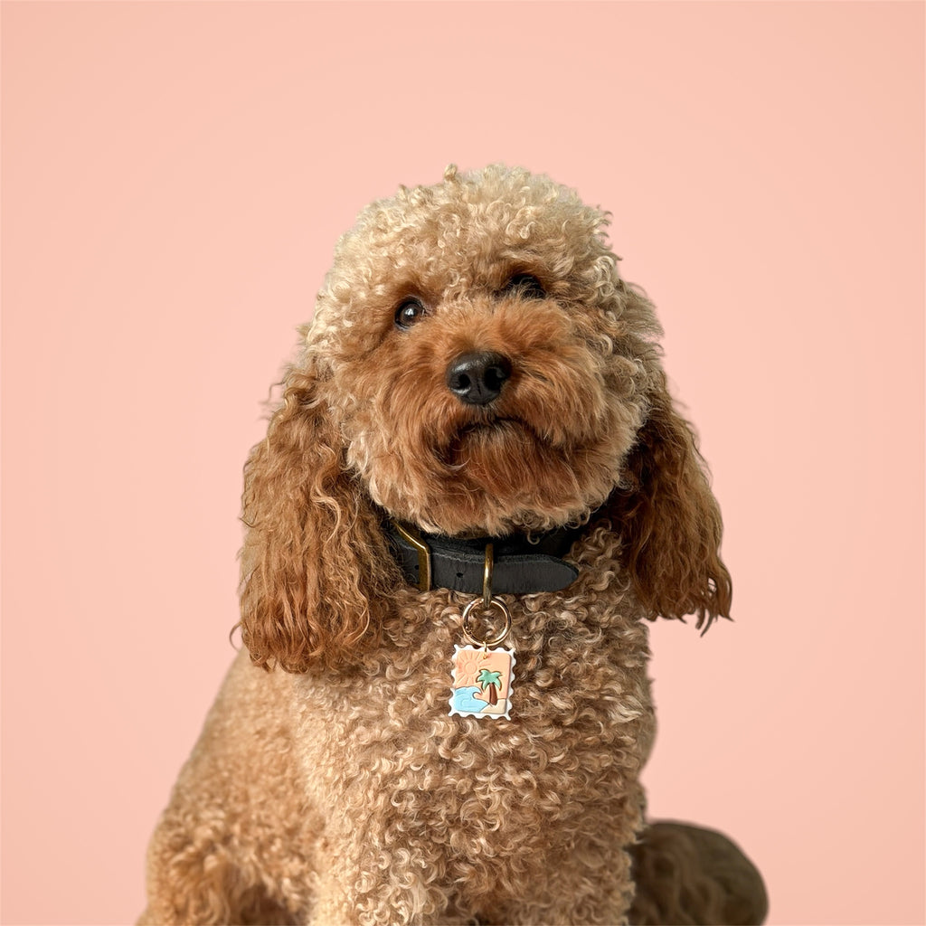 Brown poodle wearing the Summer Postcard dog tag with a peach background.