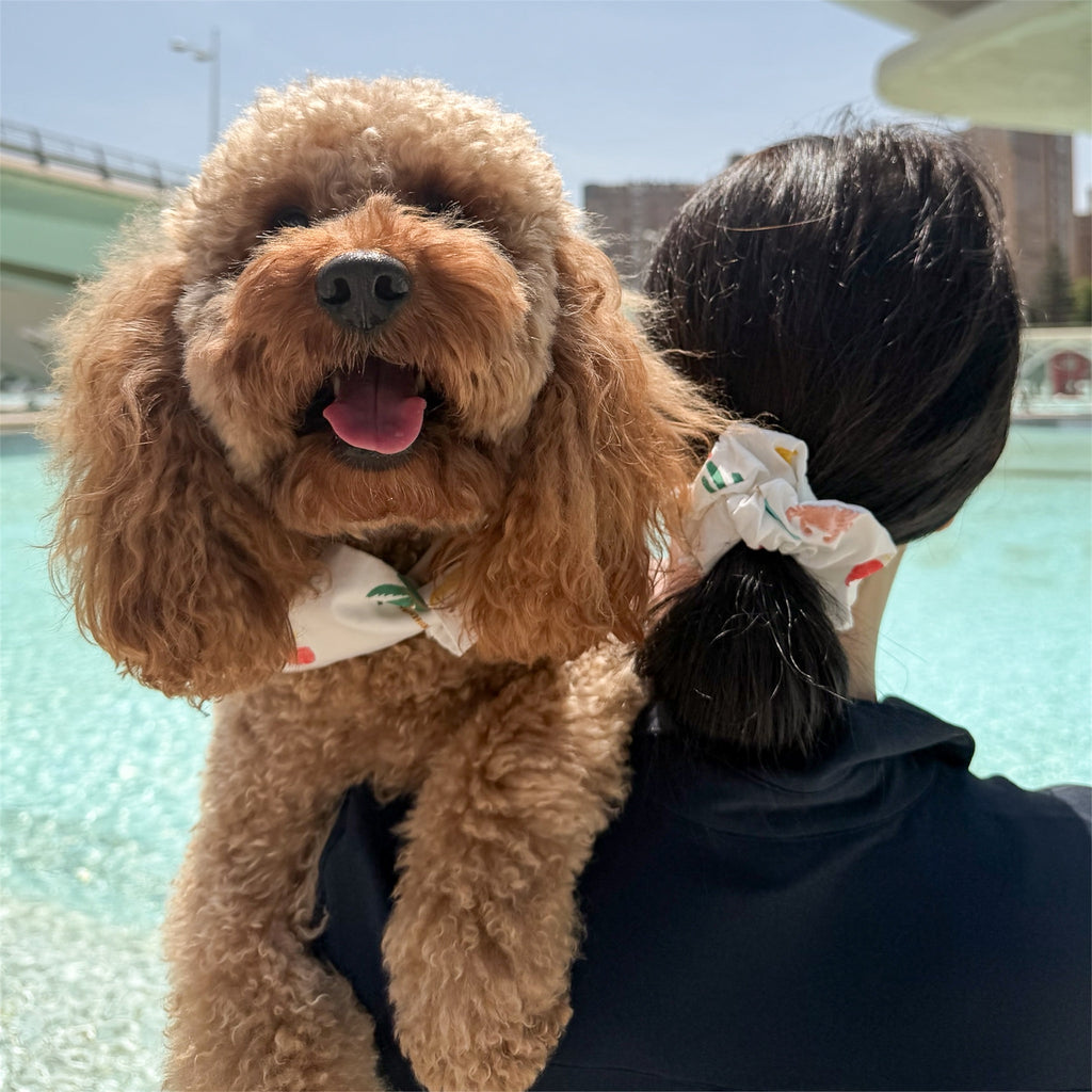 Poodle with a Tropical Breeze bowdana and a woman with the Tropical Breeze scrunchie in Valencia.