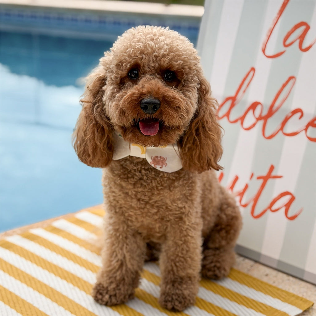 Brown poodle standing on a striped towel by a poolside with a painting La Dolce Vita in the background.