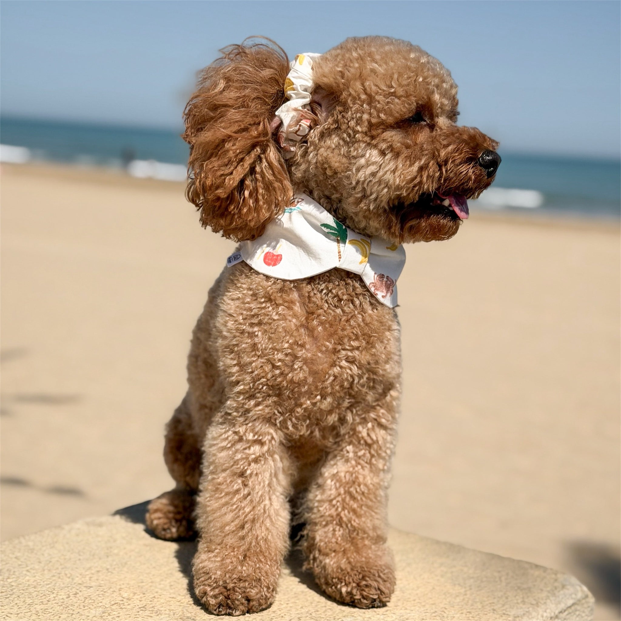 Dog wearing the Tropical Breeze bowdana on the beach with the ocean in the background.