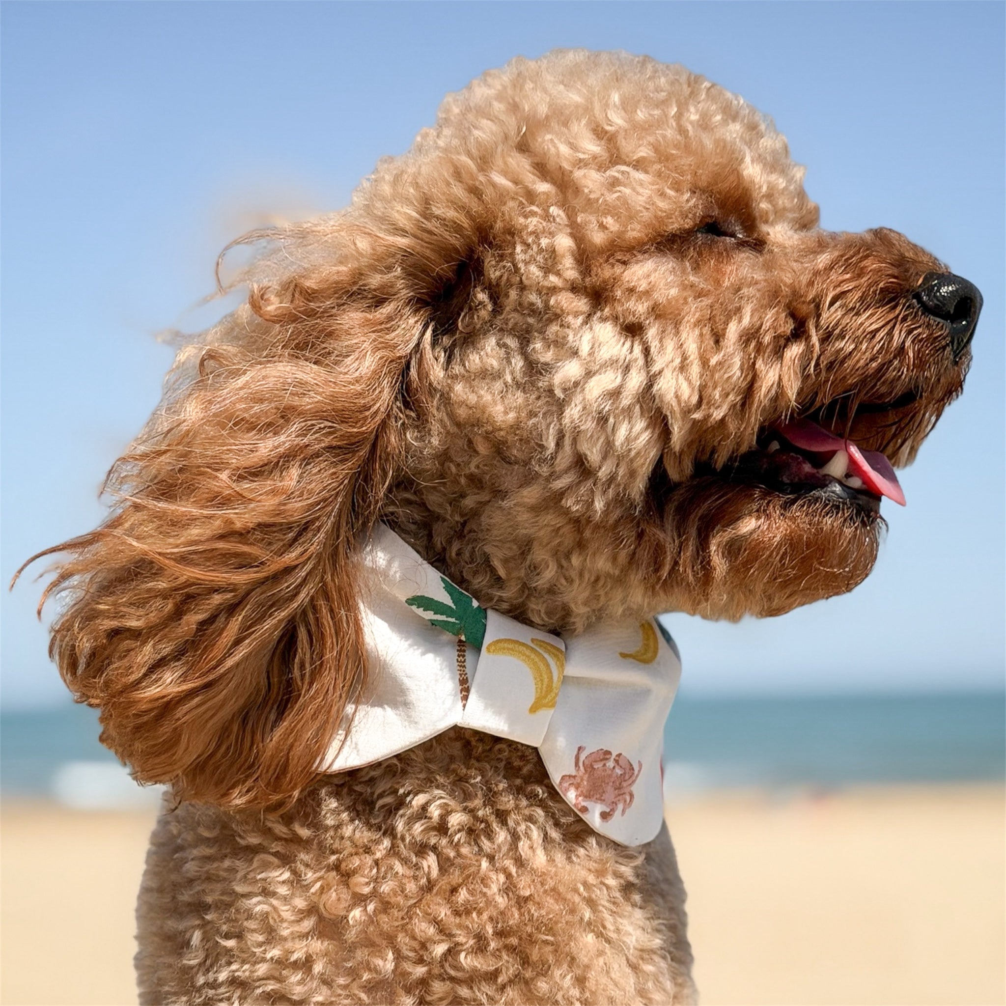 Close-up of dog wearing the Tropical Breeze bowdana with the ocean in the background.